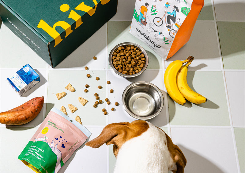 Sustainable Pet Food: What You Need to Know