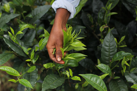 Fair Trade or Direct Trade—What’s the Difference?