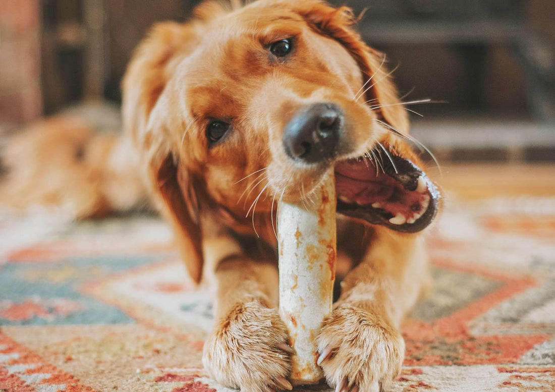 golden retriever dog chewing on a bone on a rug