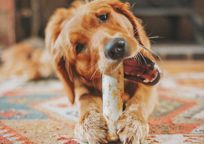 golden retriever dog chewing on a bone on a rug
